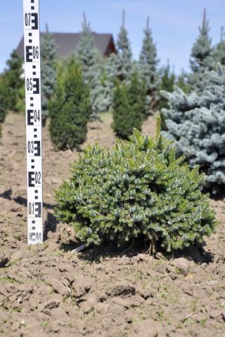 Picea omorika 'Nana'